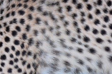 Black polka dots on the skin of the cheetah
