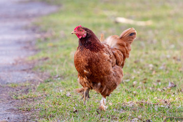 Brown chicken goes on grass in the farm garden_