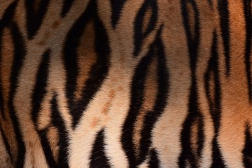 Fototapeta na wymiar Bengal tiger pattern, in the middle of the body