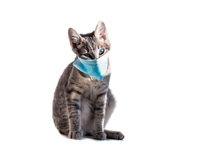 Fototapeta premium on a white background isolated gray cat with blue eyes in a blue antiviral covid-19 medical mask