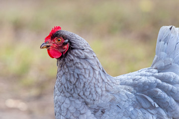 Gray chicken on blurred background in profile close up_