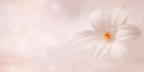 pastel soft background with a white flower and bokeh- concept Birthday, Mother´s Day
