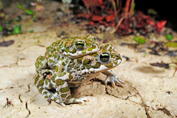 Wechselkröten (Bufotes viridis) Pärchen (im Amplexus axillaris), Deutschland - Couple of green...