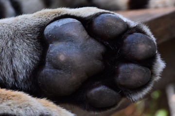 The paw of the bengal tiger