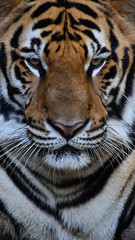 The large tiger face has a beautiful pattern.