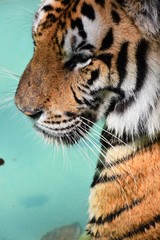 The large tiger face has a beautiful pattern.