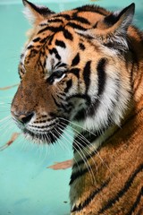 The large tiger face has a beautiful pattern.