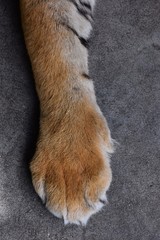 Obraz premium Big tiger's legs With beautiful smooth feathers