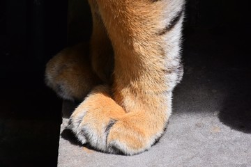 Big tiger's legs With beautiful smooth feathers