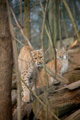 Walking eurasian lynx. Lynx lynx.