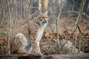 Sitting eurasian lynx. Lynx lynx.