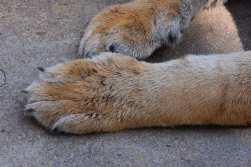 Big tiger's legs With beautiful smooth feathers