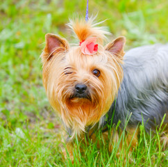 Dog breed Yorkshire Terrier on a walk