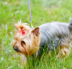 Dog breed Yorkshire Terrier on a walk