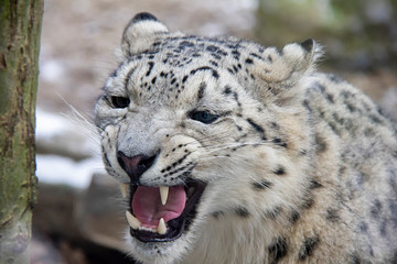 Hissing snow leopard kitten. Panthera uncia.