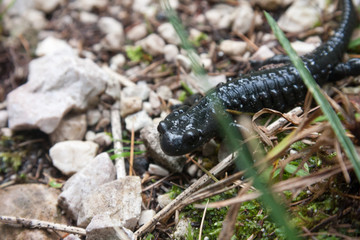 The alpine salamander a shiny black salamander found in the central, eastern and Dinaric Alps. Salamandra atra, endemic amphibian species in the Alps