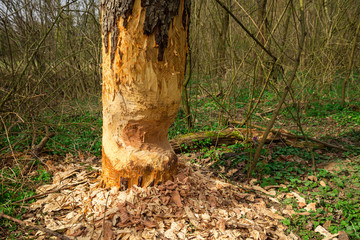 Obraz premium beaver ate an apple tree by creek