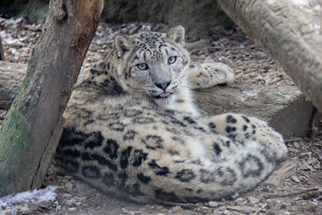 Snow leopard kitten. Panthera uncia.
