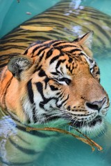 The large tiger face has a beautiful pattern.