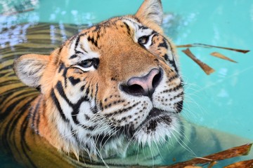 Fototapeta na wymiar The large tiger face has a beautiful pattern.