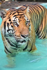 The large tiger face has a beautiful pattern.