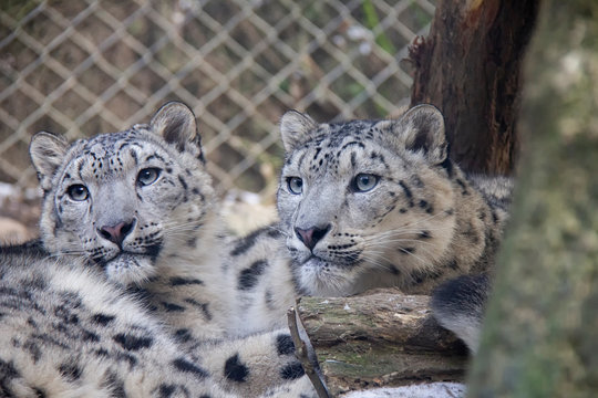 Snow leopard kittens. Panthera uncia.