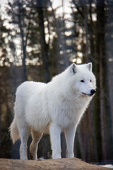 Portrait of arctic wolf. Canis lupus arctos.