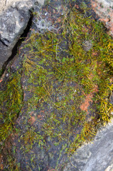Moss on the stones of the garden in the spring sun