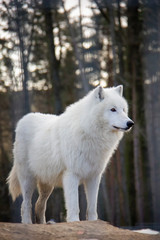 Standing arctic wolf. Canis lupus arctos.