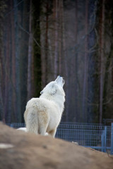 Howling arctic wolf. Canis lupus arctos.