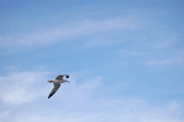 free flying seagull