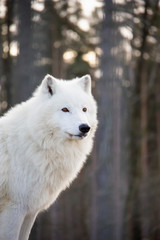 Obraz na płótnie Canvas Portrait of arctic wolf. Canis lupus arctos.