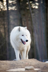 Obraz premium Spacerujący wilk polarny. Canis lupus arctos.