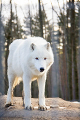 Standing arctic wolf. Canis lupus arctos.