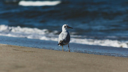 Mewa na plaży morza Bałtyckiego 