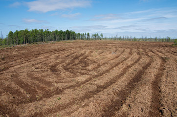 Reclamation of an oil production site. Mulching the swamp.