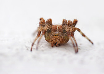 Macro close up of an european garden spider or cross spider (Araneus diadematus) isolated with a...