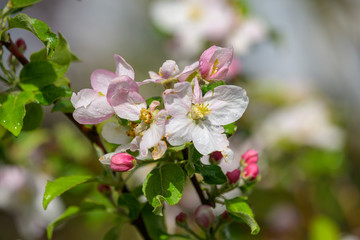 Apfelblüte Kaiser Wilhelm