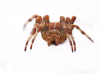 Macro close up of an european garden spider or cross spider (Araneus diadematus) isolated with a white background. Scary and hairy but colourful looking spider on the wall.  