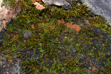 Moss on the stones of the garden in the spring sun