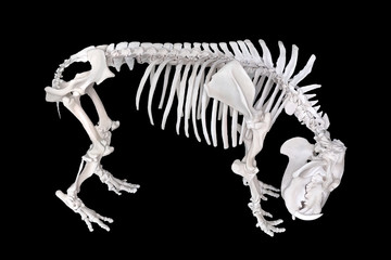 Pygmy hippopotamus skeleton on black background