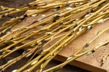 White willow branches with buds on a table © Madeleine Steinbach