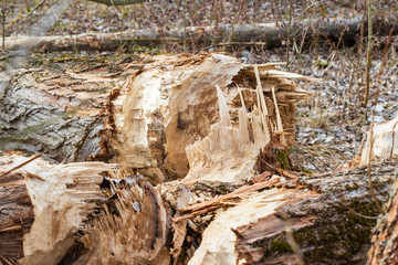 Trees bitten and destroyed by Beaver - Castor fiber.