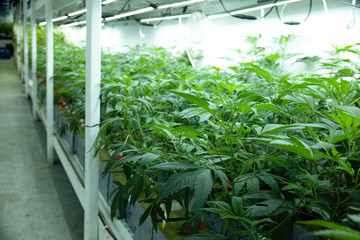 Growing Marijuana Hemp Cannabis in Commercial Greenhouse LED Lights Legal Recreational Drug Business