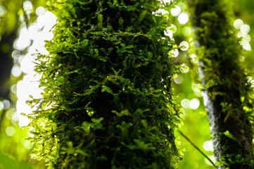 Photosynthesis of close-up leaves With bokeh in the background