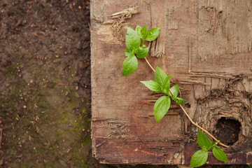 A green young sprout grew in the spring in wooden logs. The concept of a young life against the background of the old and the dead.