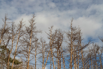 Kamenn&yacute; vrch Protected Landscape Area in Brno, Czech Republic. You can see green and dry trees and meadow on which pasque flowers grow.