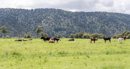 cows herd in green meadows, near  Matheson Lake, West Coast, New Zealand