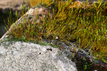 Moss on the stones of the garden in the spring sun