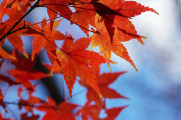 赤く色づいた日本楓の葉